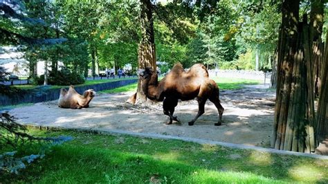 зоопарк краків|Зоопарк в Кракове (Польша) с фото и отзывами